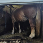 Myślenice. Trzy konie w dostawczaku o ładowności 460 kg. Policja interweniowała
