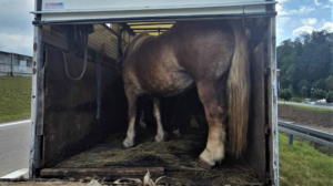 Myślenice. Trzy konie w dostawczaku o ładowności 460 kg. Policja interweniowała